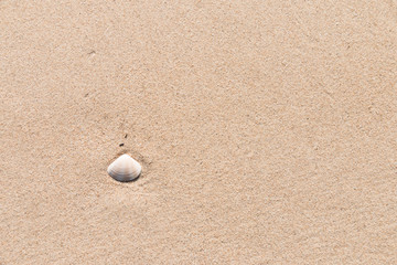 Shells on the beach