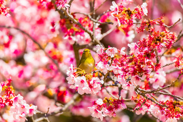 The Japanese White-eye.The background is cherry blossoms. Located in Tokyo Prefecture Japan.