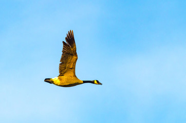 A single Canada goose (Branta canadensis) flying left to right in profile against a light blue sky in Culver, Indiana