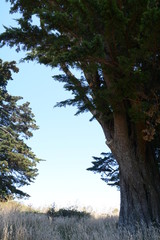 NorCal Muir Forest View
