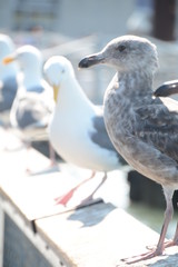 Close Up Seagull Portrait 