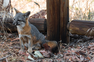 Baby Fox, Catalina Island, California