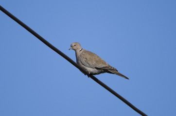 Necklace dove