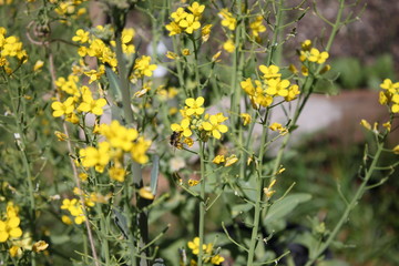 Honey Bee