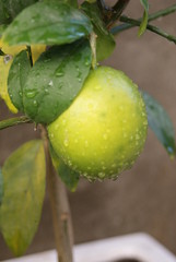 Lime Tree