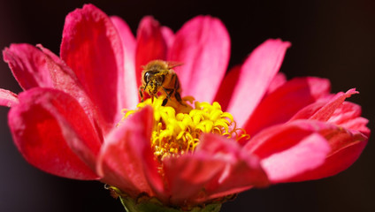 A bee with it's tongue extended into a flower, and pollen covering it's face