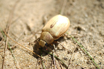 Rhioceros beetle