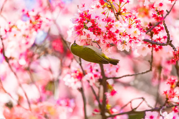 The Japanese White-eye.The background is cherry blossoms. Located in Tokyo Prefecture Japan.