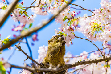 The Squirrel.The background is cherry blossoms. Located in Kamakura, Kanagawa Prefecture Japan.