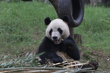 Giant Panda on the Playground, China