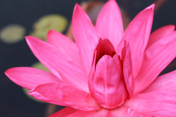 Close up pink lotus (Waterlily) blooming.- Beautiful nature wallpaper and background.