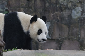 Obraz premium 3 Legs Panda name Dai Li, China
