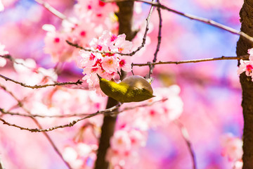 The Japanese White-eye.The background is cherry blossoms. Located in Tokyo Prefecture Japan.