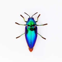 Jewel beetle (Sternocera aequisignata, Metallic wood-boring beetle, Buprestid, Buprestidae) isolated on white background.- Selective center focus on wing.