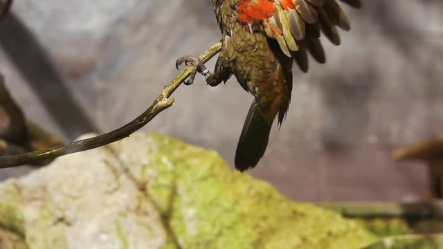Kea Colorful Feathered Mountain Parrot Flapping Wings, Slow Motion