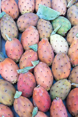 Plant Prickly pear cactus