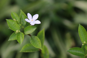 White flower on green background