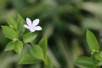 Obraz na płótnie Canvas White flower on green background