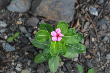 beautiful flower on Green background