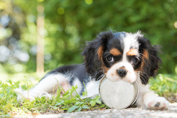 Sweet Cavalierking puppy