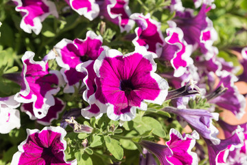 Beautiful white and purple flowers