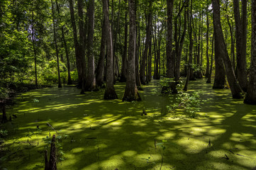 Cypress swamp at Mississippi with small crocodile getting tan and tree with roots looking for oxygen