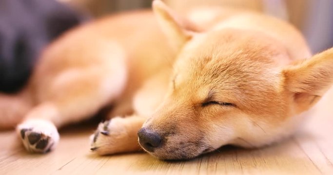 Little shiba sleeping on floor