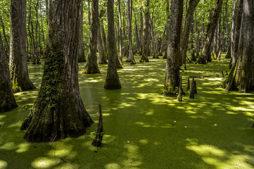 Cypress swamp at Mississippi with small crocodile getting tan and tree with roots looking for oxygen