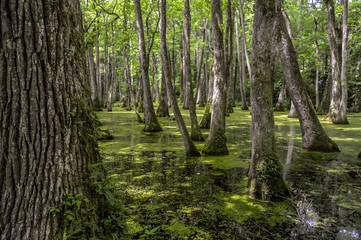 Cypress swamp at Mississippi with small crocodile getting tan and tree with roots looking for oxygen