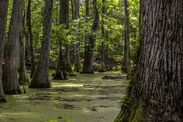 Cypress swamp at Mississippi with small crocodile getting tan and tree with roots looking for oxygen