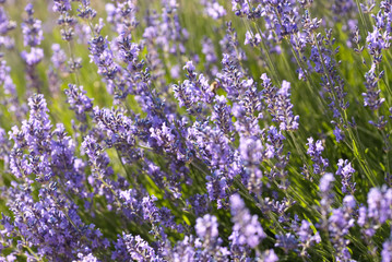 Fototapeta premium Lavender bushes close-up in a park. Lavender background.Nature concept 