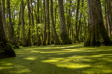 Cypress swamp at Mississippi with small crocodile getting tan and tree with roots looking for oxygen