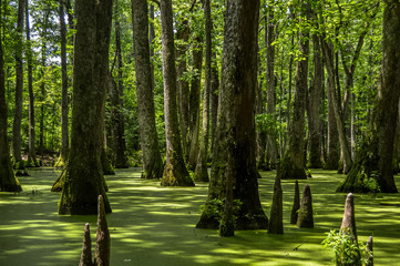 Cypress swamp at Mississippi with small crocodile getting tan and tree with roots looking for oxygen