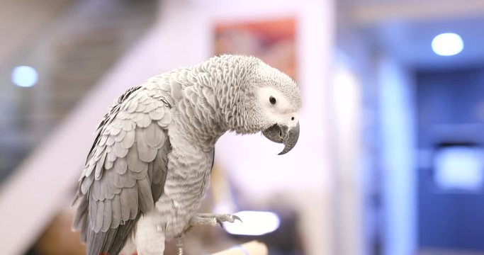 African grey parrot eating snack