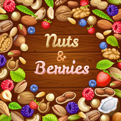 Poster of nuts and garden berries. Grains  of cashew and brazilian nut, coconut and cedar, hazelnut and cashew, almonds and walnut, nutmeg and pecan, peanut and macadamia, pistachio. 
