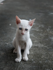 The Blue Eyes White Kitten Sitting