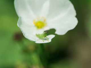 Grasshopper Sitting Comfortably on The White Flower