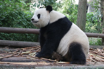 Obraz na płótnie Canvas Fluffy Funny Giant Panda , Chengdu Panda Base, China