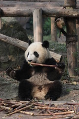 Obraz premium Qi Yi, Little Panda Cub in Chengdu Panda Base, Having Bamboo Shoot in his Mouth, China