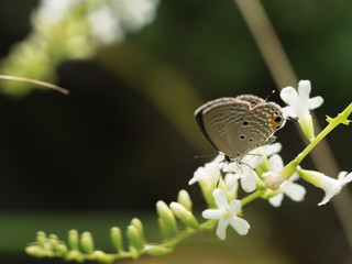 The Little Brown Butterfly Sucking Nectar