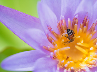 Butt of Bee Sucking from The Purple Lotus