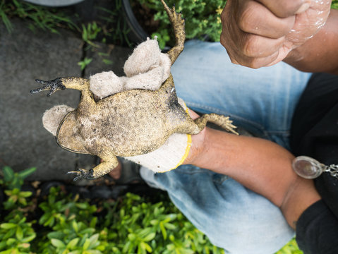 The man Caught Bullfrog Back Down
