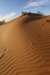 Dunes, saxaul and blue sky Kyzylkum desert.