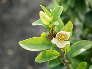 White Yellow Port Wine Magnolia Flower Blooming