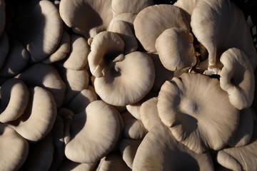 fresh mushrooms in market