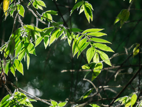 Sun Light behind The Calabur Leaves