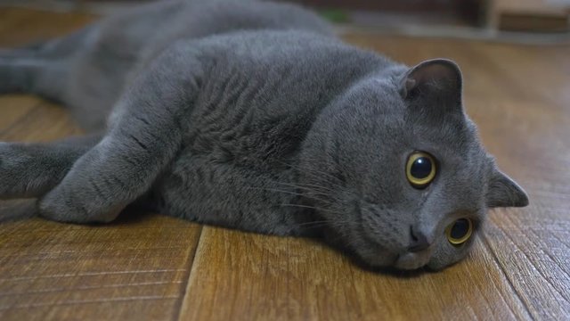 British cat lying on the floor on his back, trying to sleep. happy cat