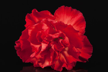 Flowers of red carnation  isolated on black  background