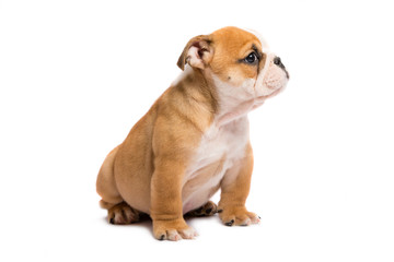 Obraz premium Cute puppy of English Bulldog isolated on white background