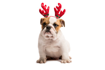 Dog dressed up as rudolph